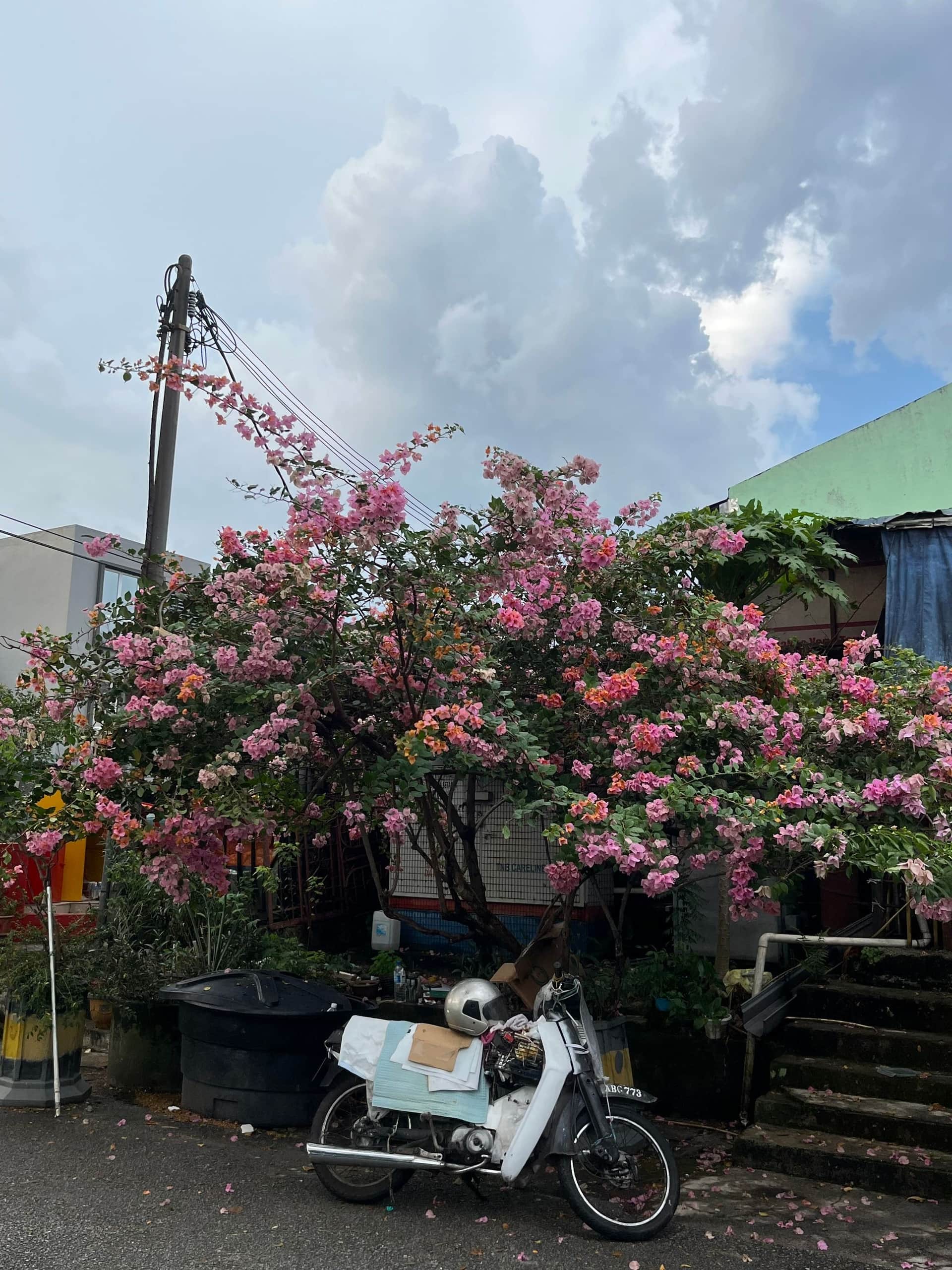 I got braces today