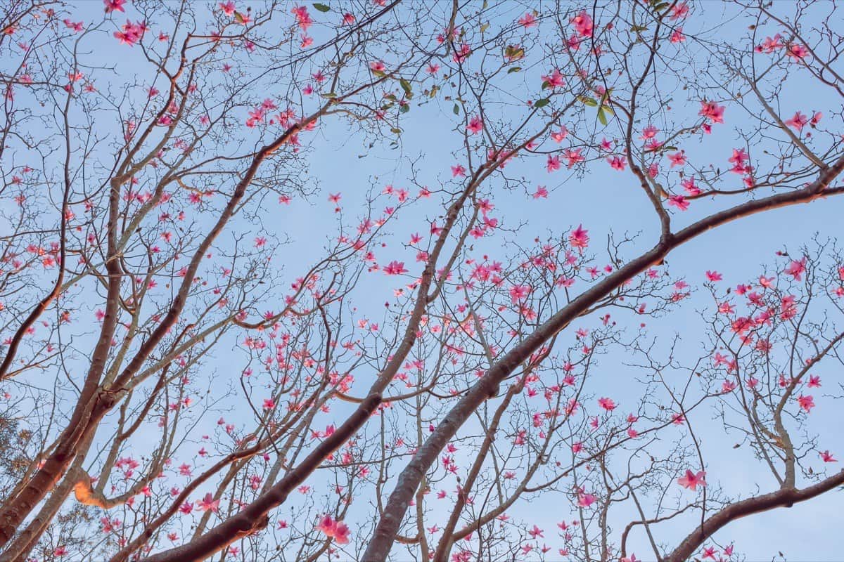 magnolias at sf botanical