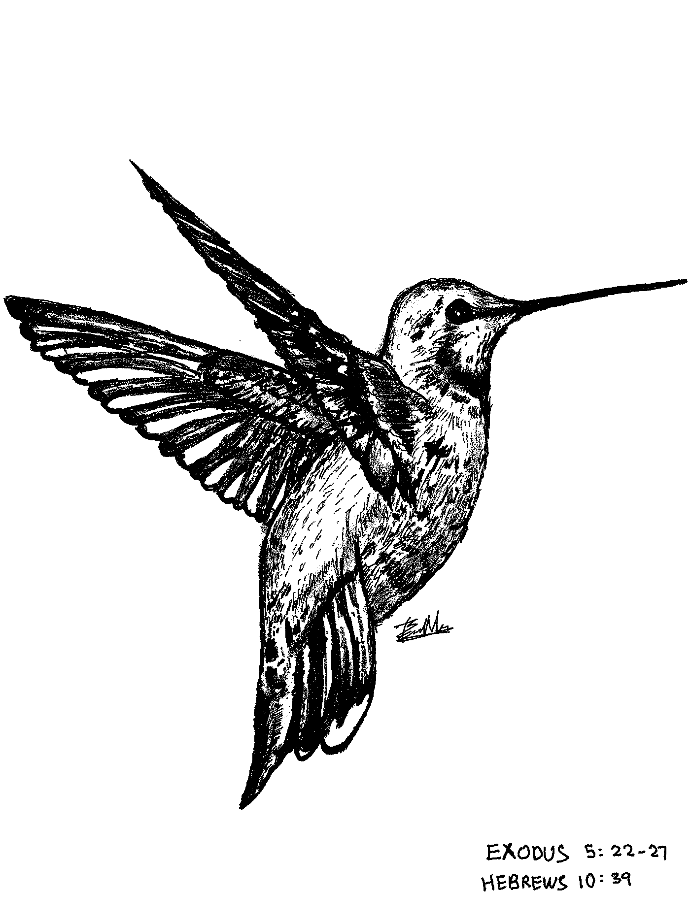 hummingbird pencil sketch