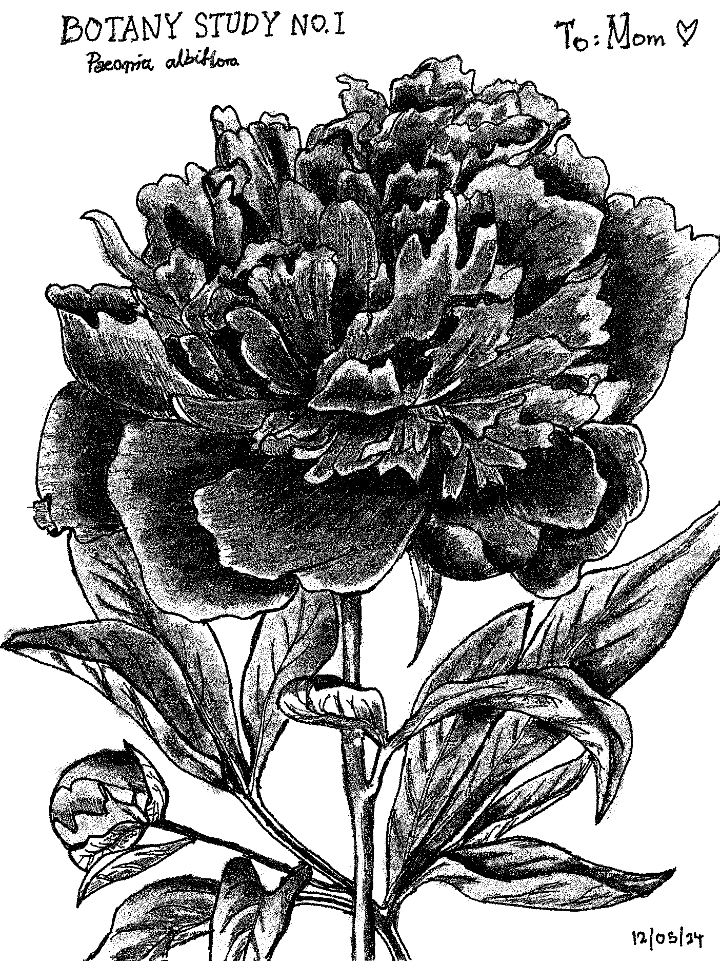 peony pencil sketch